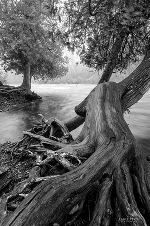 Temperance River Trees